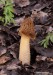 kačenka česká (Houby), Verpa bohemica (Fungi)